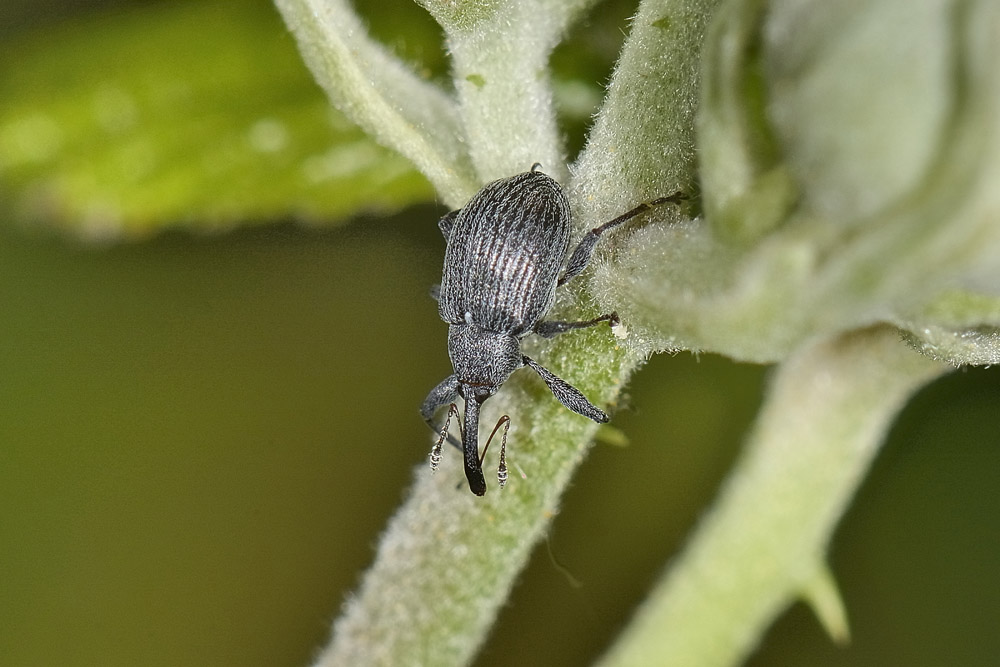 Anthonomus rubi - Curculionidae